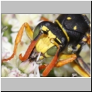 Polistes dominula - Haus-Feldwespe m08b.jpg